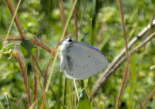 Holly Blue