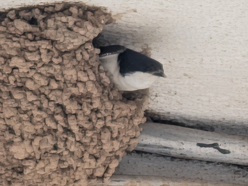 Western House Martin