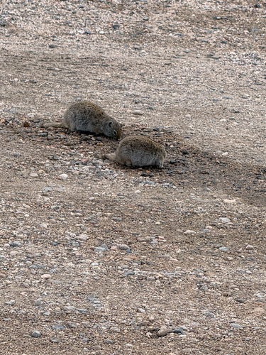 Wyoming Ground Squirrel observed by khenderson
