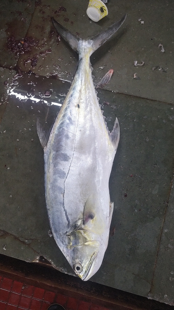 Queenfish