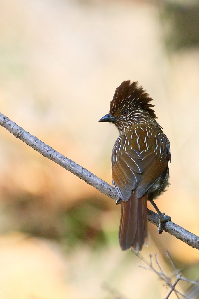 Striated Laughingthrush photo