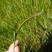 Meadow Barley - Photo (c) babel bot, all rights reserved