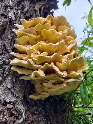 chicken of the woods