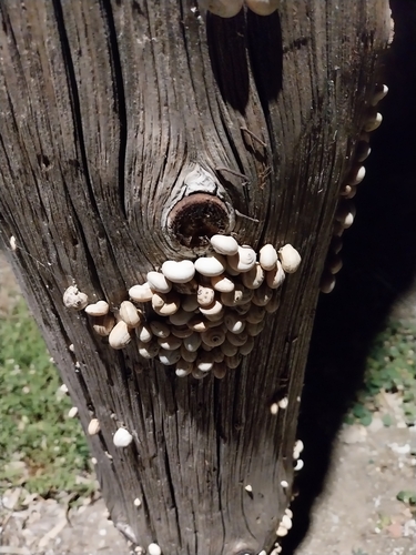 White Italian Snail