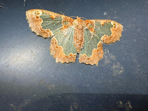 Bizarre Looper Moth