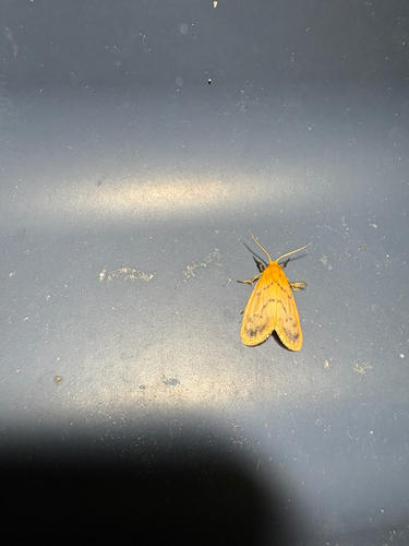 Symmetrodes sciocosma