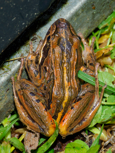 Striped Marsh Frog
