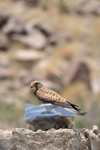 Eurasian Kestrel