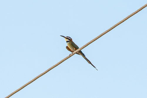 White-throated Bee-eater