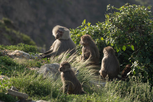 Hamadryas Baboon