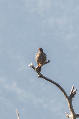 Yemen Thrush