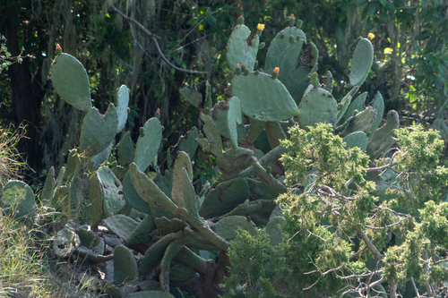 Indian fig opuntia