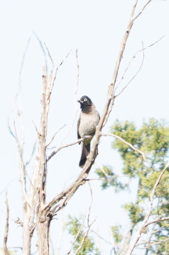 White-spectacled Bulbul