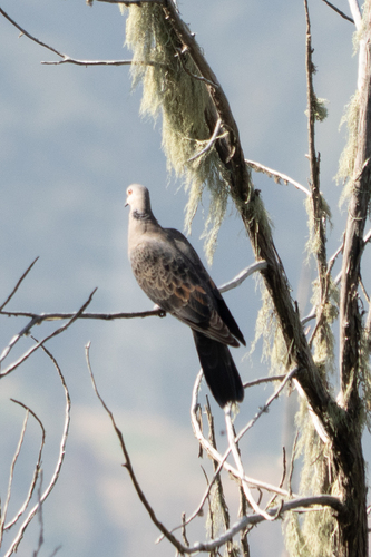 Dusky Turtle-Dove