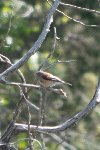 Yemen Linnet