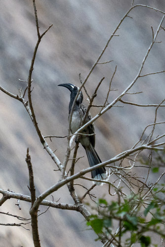 African Gray Hornbill