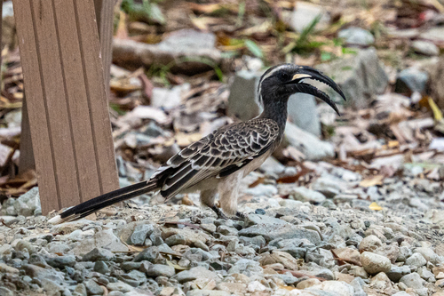 African Gray Hornbill