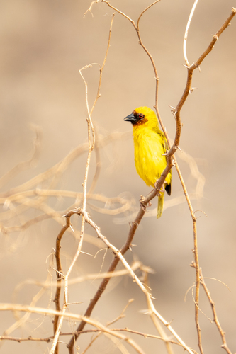 Rüppell's Weaver
