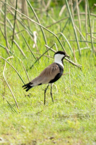 Spur-winged Lapwing