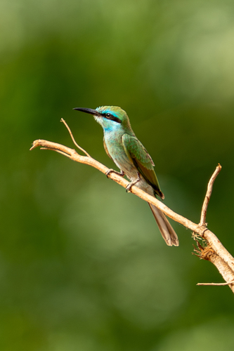 Arabian Green Bee-eater