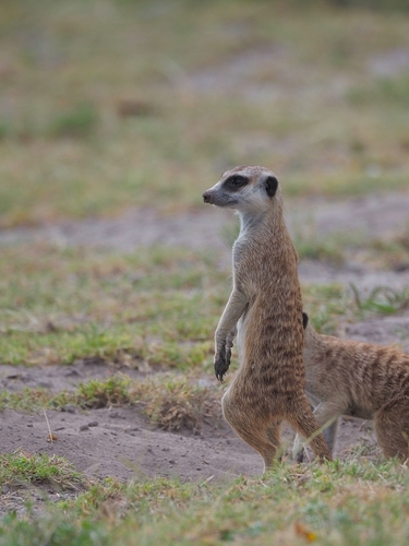 Southern African Meerkat