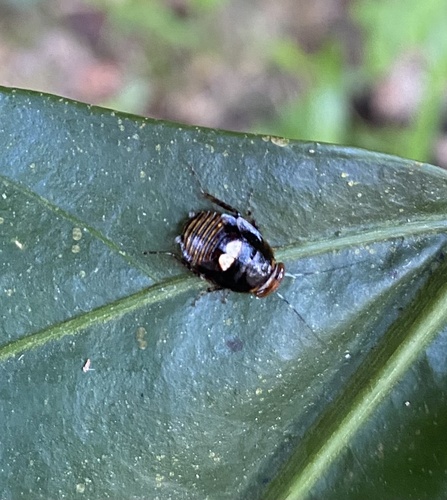 Pseudophyllodromia laticeps