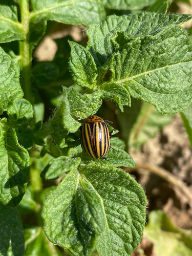 Colorado Potato Beetle