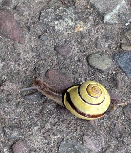 Brown-lipped Snail