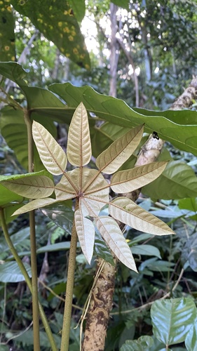 Trevesia burckii