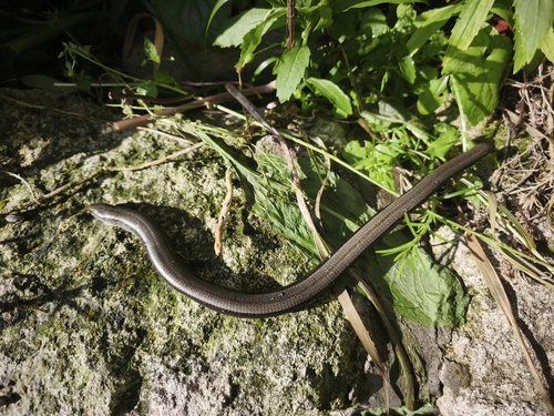 Eastern Slowworm