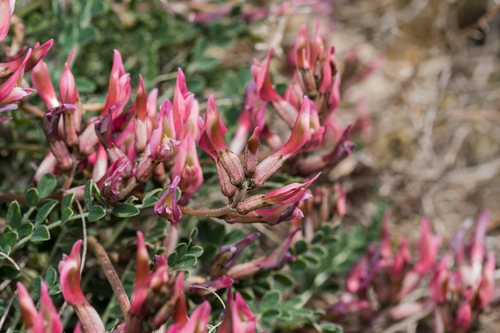 Astragalus spruneri