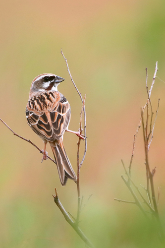 Jankowski's Bunting