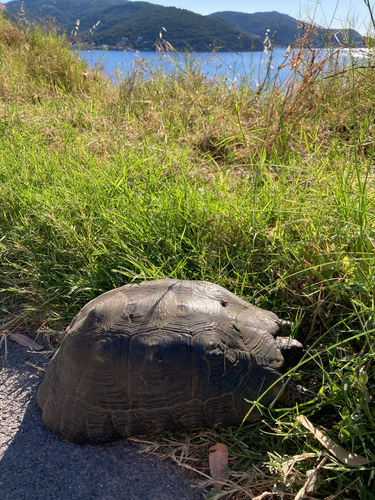 Marginated Tortoise