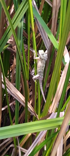 Oriental Garden Lizard