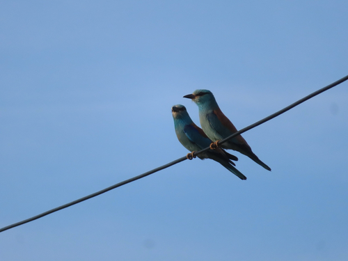 European Roller
