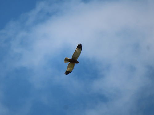 Western Marsh Harrier