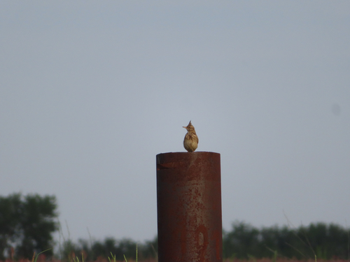 Crested Lark