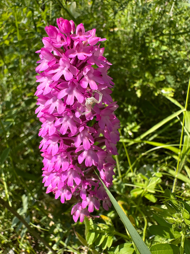 pyramidal orchid