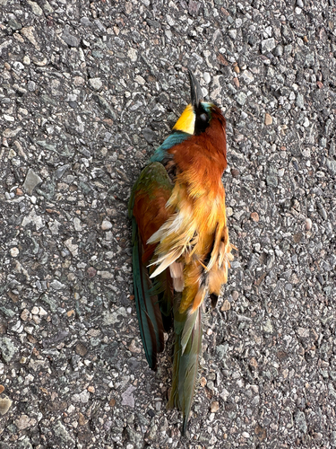 European Bee-eater