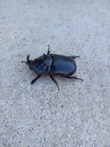 Iberian rhinoceros beetle