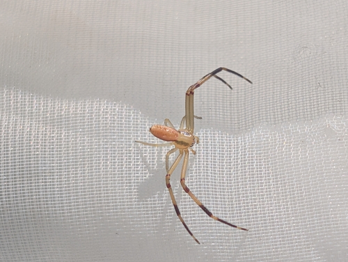 Runcinia grammica