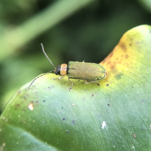 Apophylia asahinai · iNaturalist