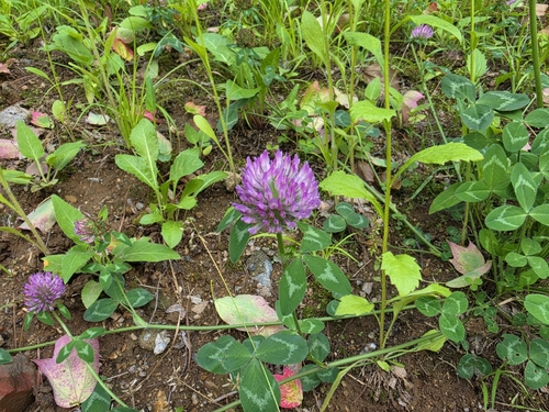 Red Clover