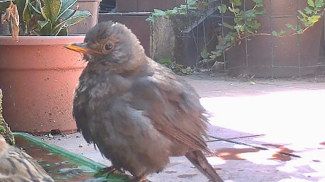 Eurasian Blackbird