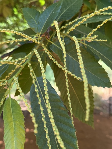 Sweet Chestnut