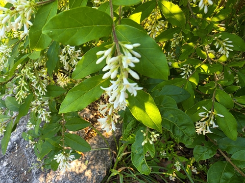 border privet