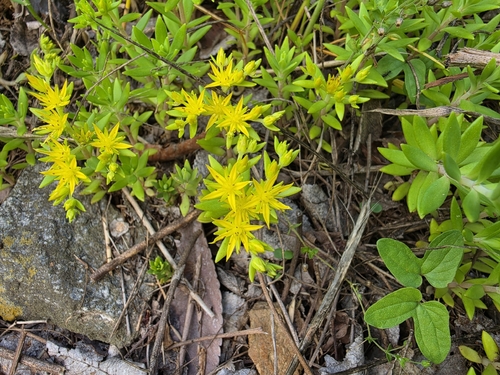 Stringy Stonecrop
