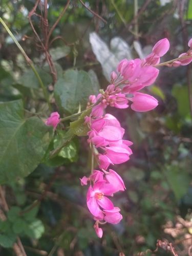 Coral Vine