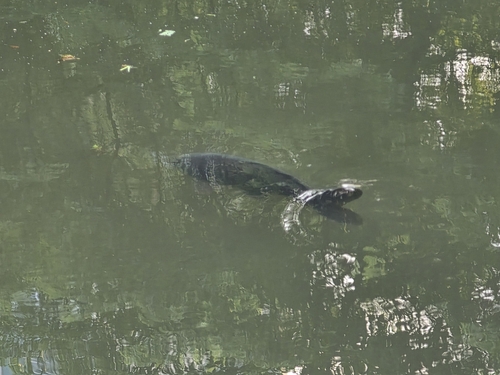 Amur Carp