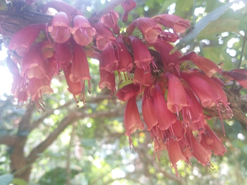 African honeysuckle